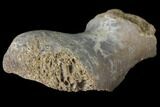 Theropod Astragalus Bone - Alberta (Disposition #-) #129768-1